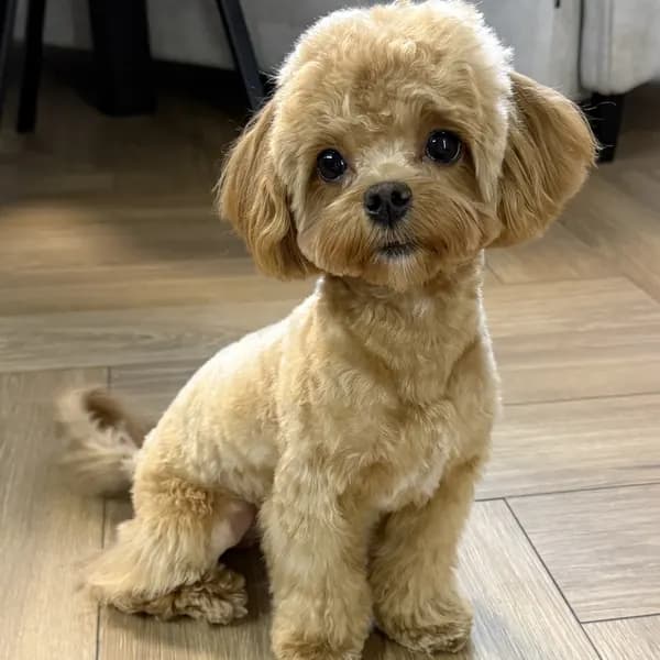 Буся сидит на полу, свежая стрижка